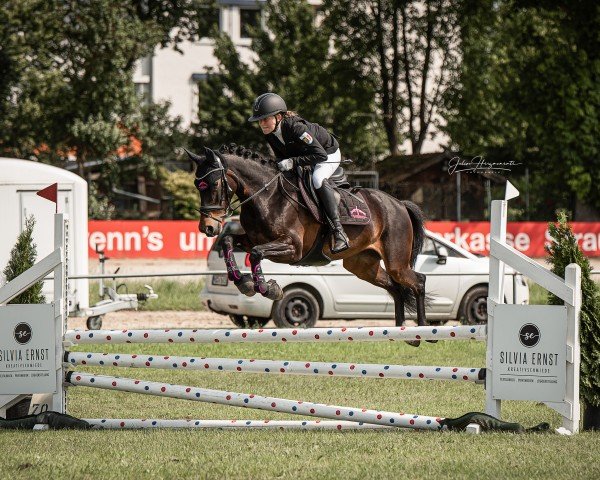 jumper C'est la vie 260 (German Sport Horse, 2020, from Chubakko)