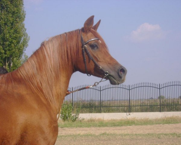 stallion Piotr (Arabian purebred, 1992, from Piruet ox) stallion Piotr (Arabian purebred, 1992, from Piruet ox)