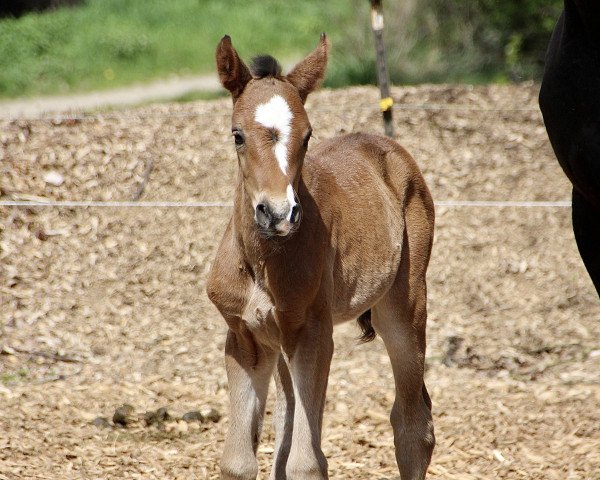 horse First Choice G (Westphalian, 2021, from Floris Prince)