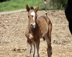 Pferd First Choice G (Westfale, 2021, von Floris Prince)