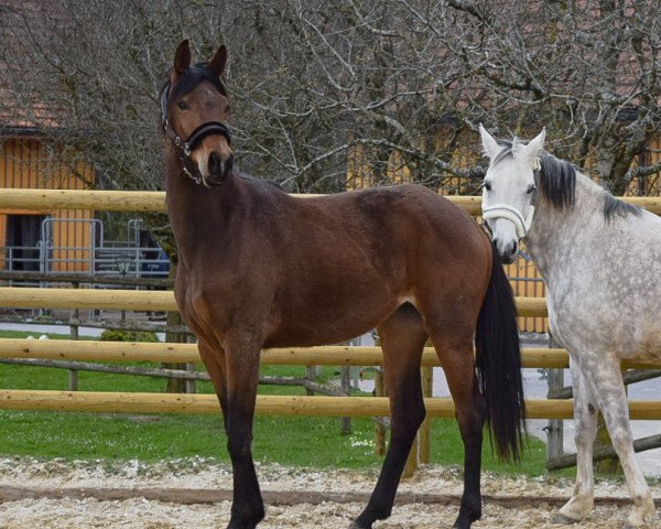horse Esmeralda (German Sport Horse, 2019, from Escamillo)