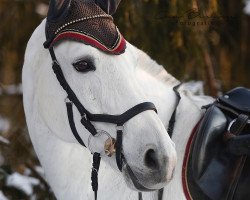 jumper Kurmärker (German Warmblood, 2003, from Kolibri 2705)
