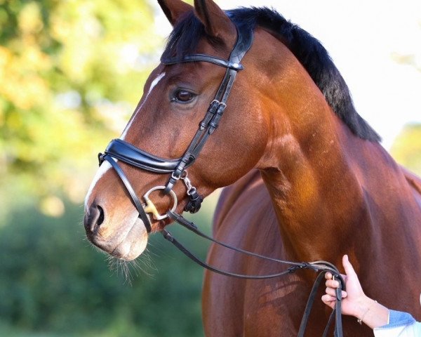 jumper Calimero 582 (Oldenburg show jumper, 2008, from Charming Boy 38)