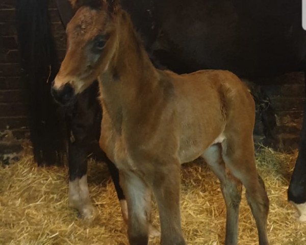 horse Reminder F (KWPN (Royal Dutch Sporthorse), 2021, from Armison)