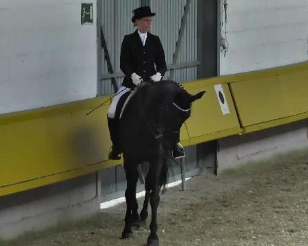 5. Pforzheimer Dressurtage 2014