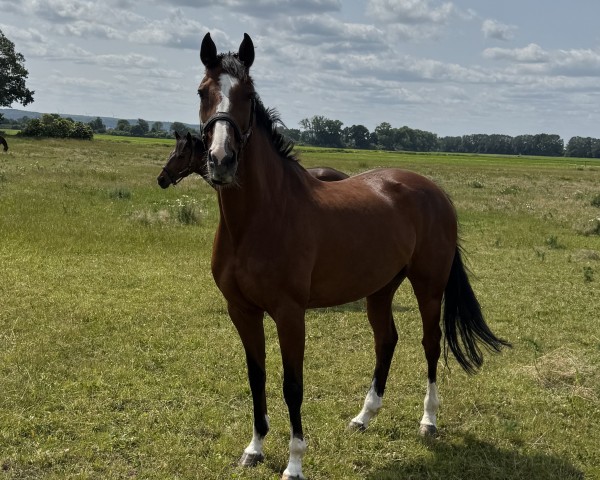 Springpferd Cassandra 423 (Deutsches Sportpferd, 2016, von Casiro I)
