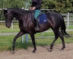 horse Märchenfee (German Sport Horse, 2019, from Maracana)