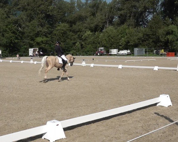 Reitturnier Maienfeld 2025