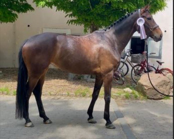 dressage horse Balea TS (Westphalian, 2020, from Blue Hors Baron)