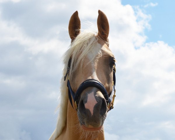 Pferd Hengst von Dreiklang AT / Capri Moon (Deutsches Reitpony, 2017, von Dreiklang AT NRW)