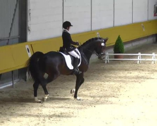 5. Pforzheimer Dressurtage 2014