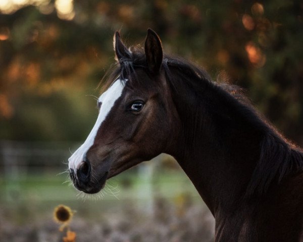 horse Call me Charisma (German Riding Pony, 2020, from Cosmo Callidus NRW)