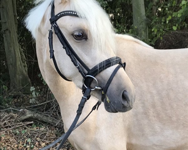 horse Good Stuff (German Riding Pony, 2018, from Gonzales 162)
