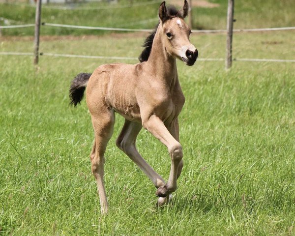 horse Neverland‘s Butterfly (German Riding Pony, 2020, from Neverland WE)