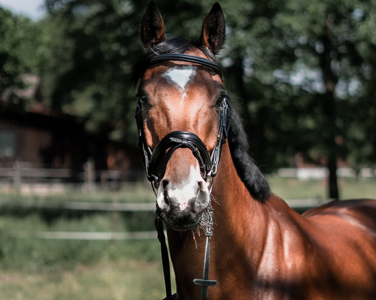 jumper Call him Cody (Oldenburg show jumper, 2014, from Cielito Lindo 2)