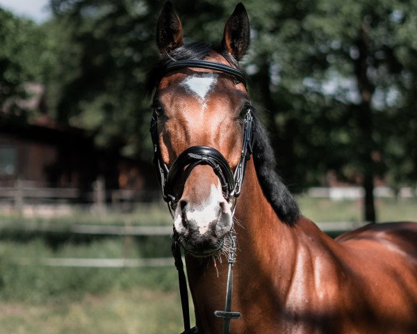 Springpferd Call him Cody (Oldenburger Springpferd, 2014, von Cielito Lindo 2)