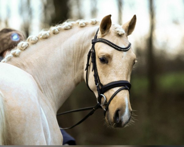 Dressurpferd Gonzo's go For Gold (Deutsches Reitpony, 2017, von Gonzales 162)