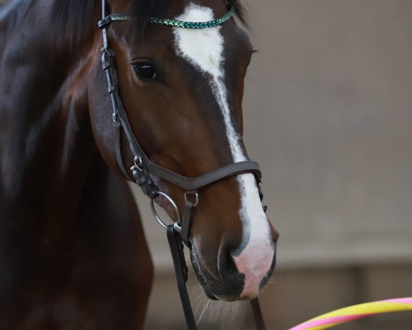 dressage horse Saro 9 (Hanoverian, 2013, from Sir Calypso)