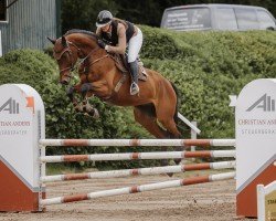 Springpferd Cocarambo PS (Oldenburger Springpferd, 2019, von Conthargos)