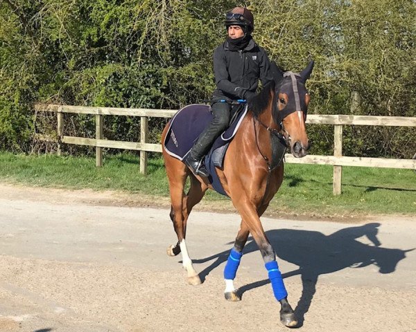 broodmare Chiasma xx (Thoroughbred, 2018, from Galileo xx) broodmare Chiasma xx (Thoroughbred, 2018, from Galileo xx)