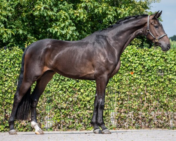 horse Fendi's Favorite (Westphalian, 2017, from Feinrich)