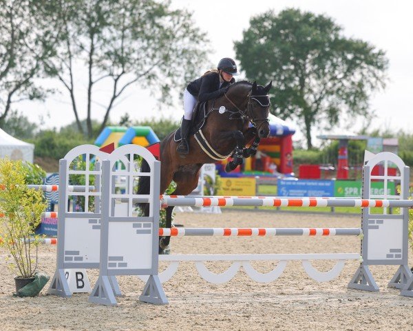 Springpferd Koralie 8 (Holsteiner, 2017, von Quiran)