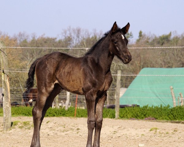 horse Stute von Maracaná / San Amour I (German Sport Horse, 2020, from Maracana)