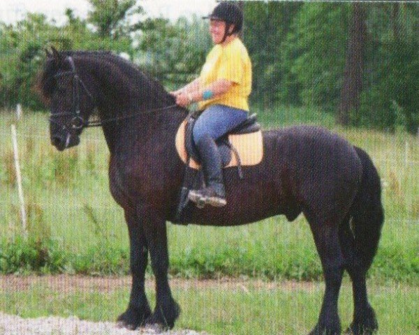 horse Gerben (Friese, 2002, from Ids 300)