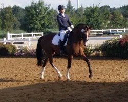 dressage horse Capt'n Jack 4 (Holsteiner, 2012, from Cracker Jack 5)