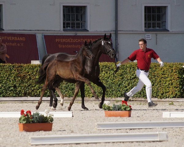 broodmare Sissy (German Sport Horse, 2011, from Surprice)
