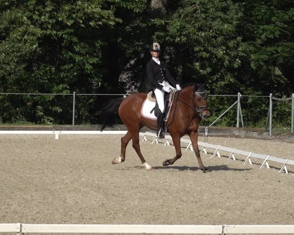 Reitturnier Maienfeld 2025