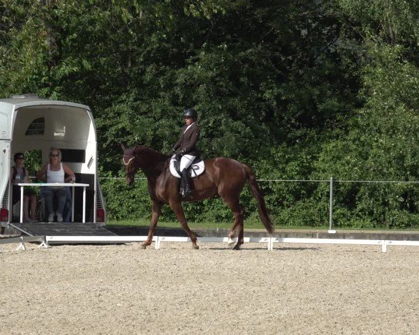 Reitturnier Maienfeld 2025
