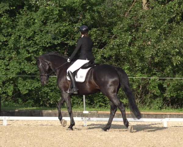 Reitturnier Maienfeld 2025