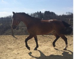 jumper Sputnik 106 (Hanoverian, 2009, from Sir Shutterfly)