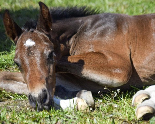 stallion Calais (Mecklenburg, 2021, from Casallco)