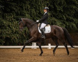 stallion Meereskönig (Hanoverian, 2017, from E.H. Millennium)