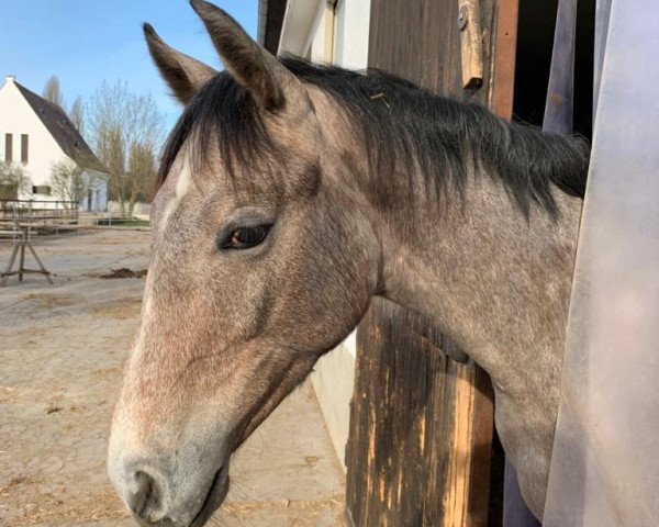 horse Flying Treasure (German Sport Horse, 2020, from For Treasure VDL)
