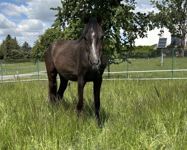 horse Tünnerbergs Pretty Flora (German Riding Pony, 2022, from Dream-Boy)