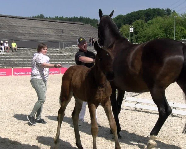 Fohlenschau Marbach 2025