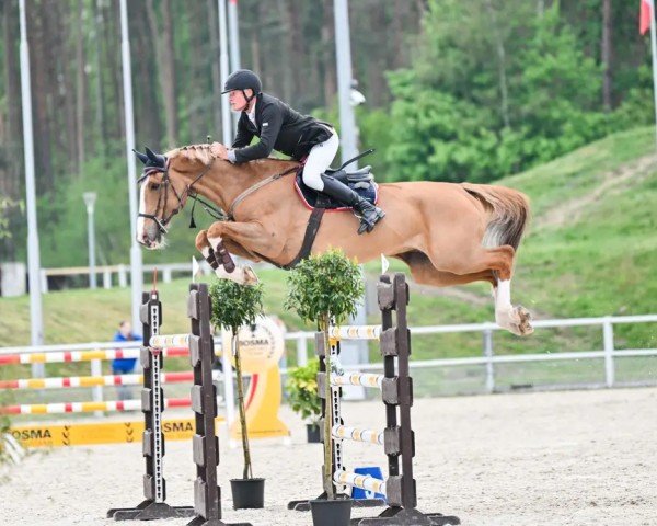 Springpferd Orion Ter Doorn (Belgisches Warmblut, 2014, von Elvis Ter Putte)