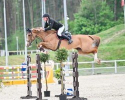 Springpferd Orion Ter Doorn (Belgisches Warmblut, 2014, von Elvis Ter Putte)
