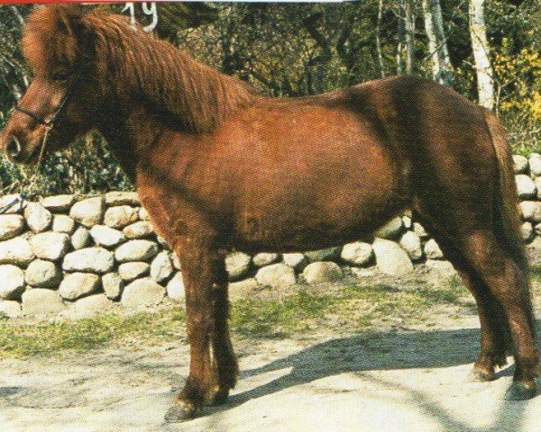 horse Rösk (Iceland Horse, 1996, from Dani fra Asgård)