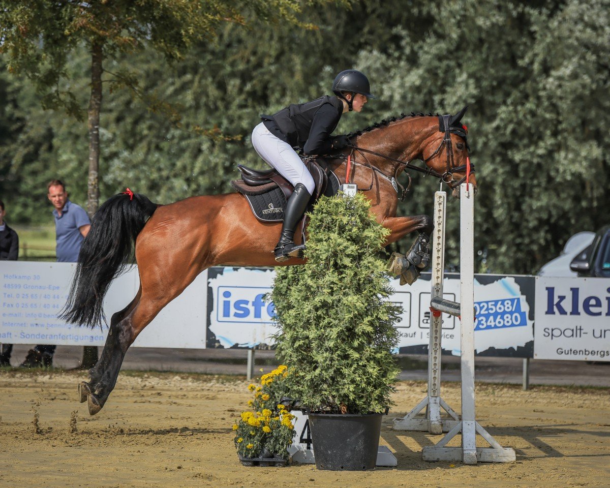 Caballo de salto Spookayne (Oldenburgués, 2012, de Sergeant Pepper I)