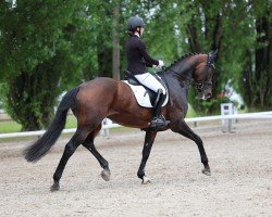 dressage horse Daddy´s Money D (Hanoverian, 2013, from Don Index)