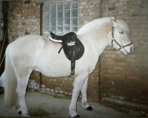horse Ossian (Fjord Horse, 1990, from Orlandos)