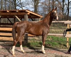 dressage horse Famigo (Westphalian, 2019, from For Romance I)
