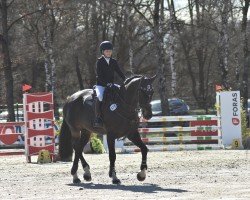broodmare Ivanna Vh (Hanoverian, 2009, from Iberio)
