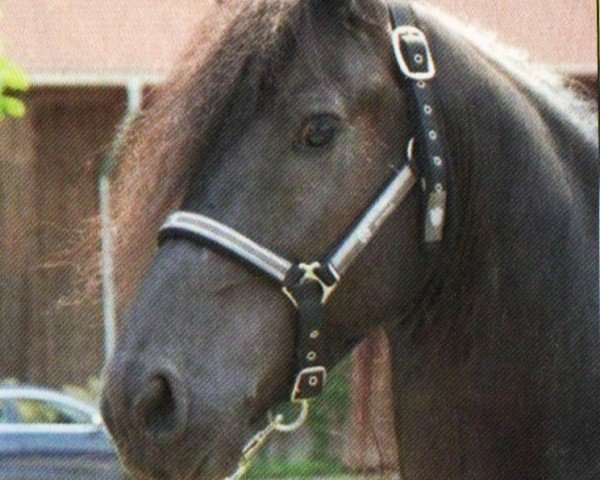horse Aaron (Friese, 2008, from Doaitsen 420)