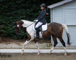 Springpferd Sq Cash N Delta (Paint Horse, 2014, von GCC Lets Talk Cash)
