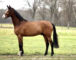 jumper Dolittle K (Westphalian, 2017, from Diamant de Plaisir 178 FIN)